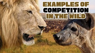 11 RANDOM Examples of Competition Relationships in the Wild Net Worth