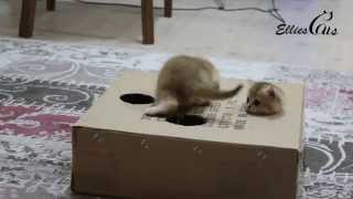 Yavru kedilerimiz için çok basit ama bir okadar eğlenceli oyun kutusu :) by Ellies Cats 275 views 8 years ago 20 seconds