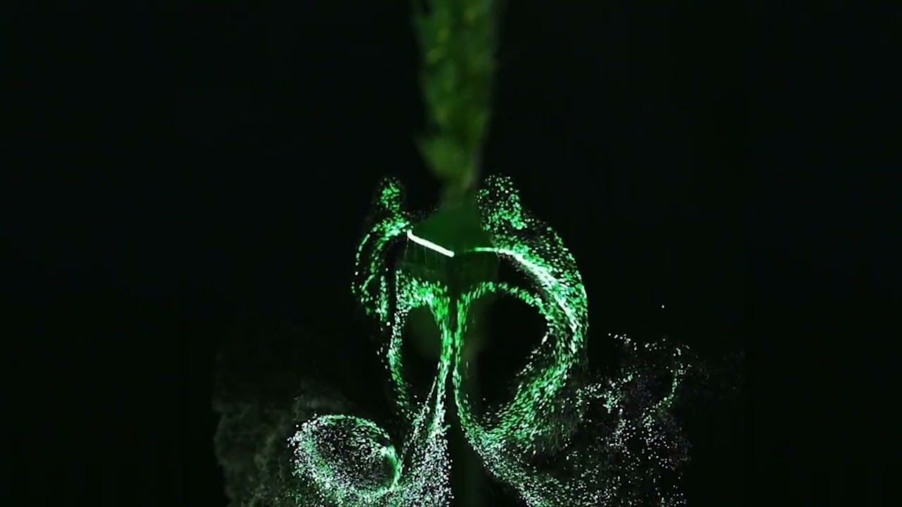 'Tiny tornadoes' around leaves can spread deadly plant pathogens