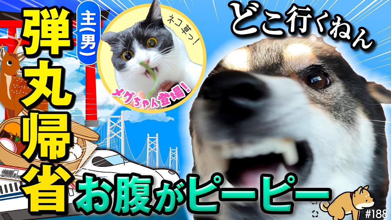 The owner is anxious about having to leave his Shiba Inu dog with