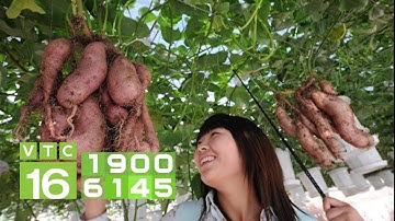 Cách bón phân để khoai lang cho năng suất cao | VTC16