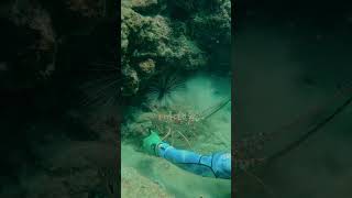 Catching Lobster by hand in Tobago