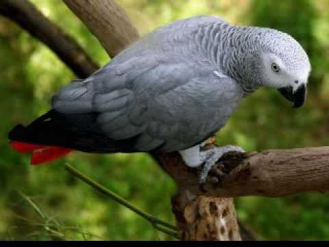 تعليم الببغاء كلمة يوسف 1 مدة طويلة مكرر