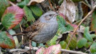 Dunnock Birdsong and 10 Fascinating Facts