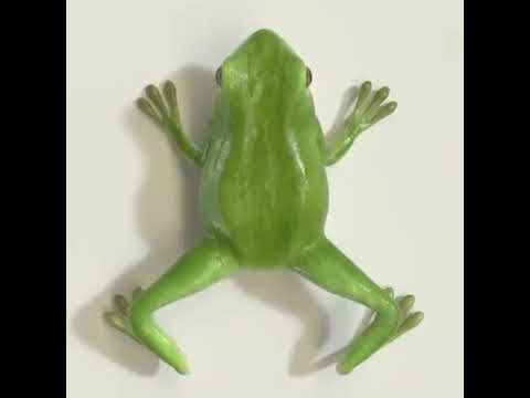 וִידֵאוֹ: הורוסקופ של בעלי חיים סלאביים: צפרדע (קרפדה)