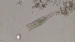 Rotifer