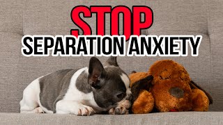 STOP Separation Anxiety in Dogs 🐶 | This Is How I Did It!!! by My Pawesome Frenchie 7,828 views 2 years ago 8 minutes, 4 seconds