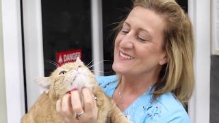 Meet ULVH Hospital Administrator, Annette Engler LVT, CVPM, CCRP