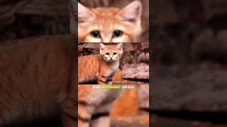 Kum Kedisi Sevimli Avcı 😾