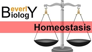 Homeostasis