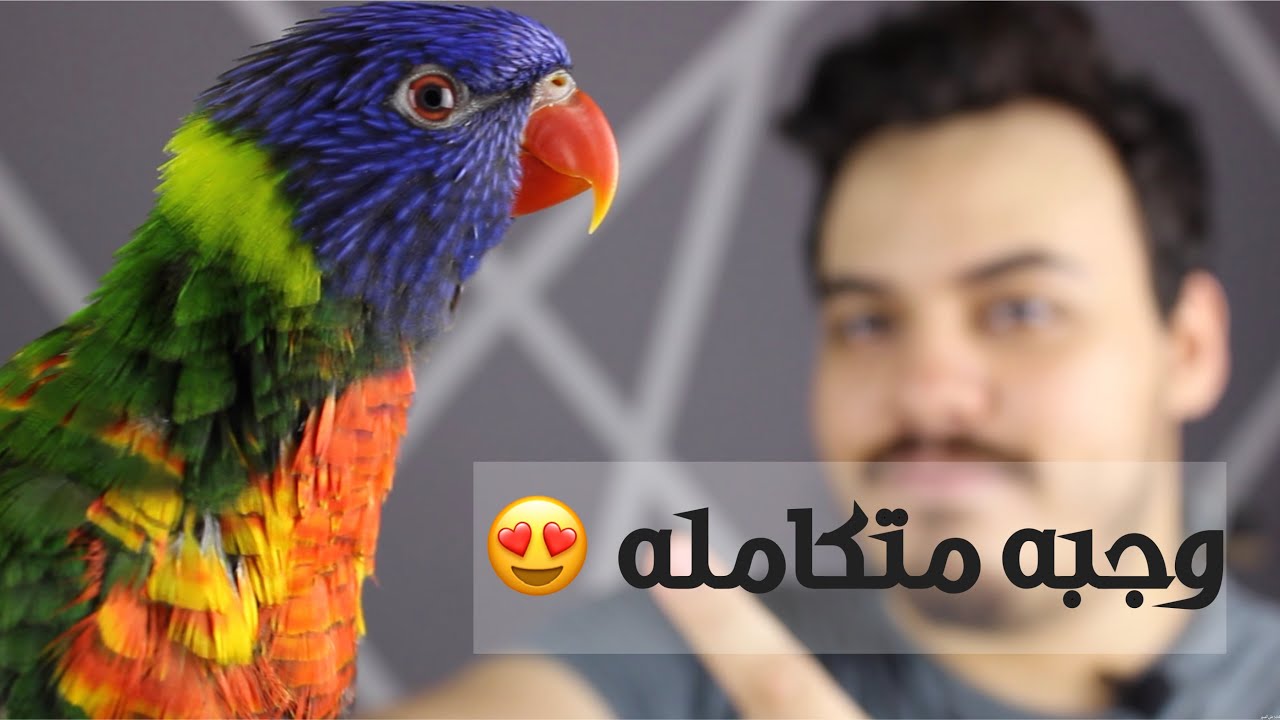 افضل وجبه ممكن تقدمها لببغاء اللوري | مناسبه ايضا لجميع الببغاوات