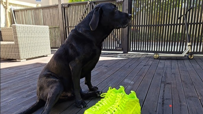 Nike Air Foamposite Pro Volt (2021)