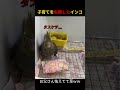 子育て大失敗インコ #shorts