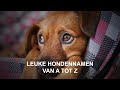 Leuke hondennamen - Van A tot Z