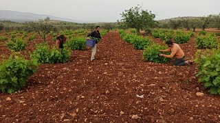 بداية موسم ورق العنب اول قطفة فيديو ممتع بتمنى ينال اعجابكم