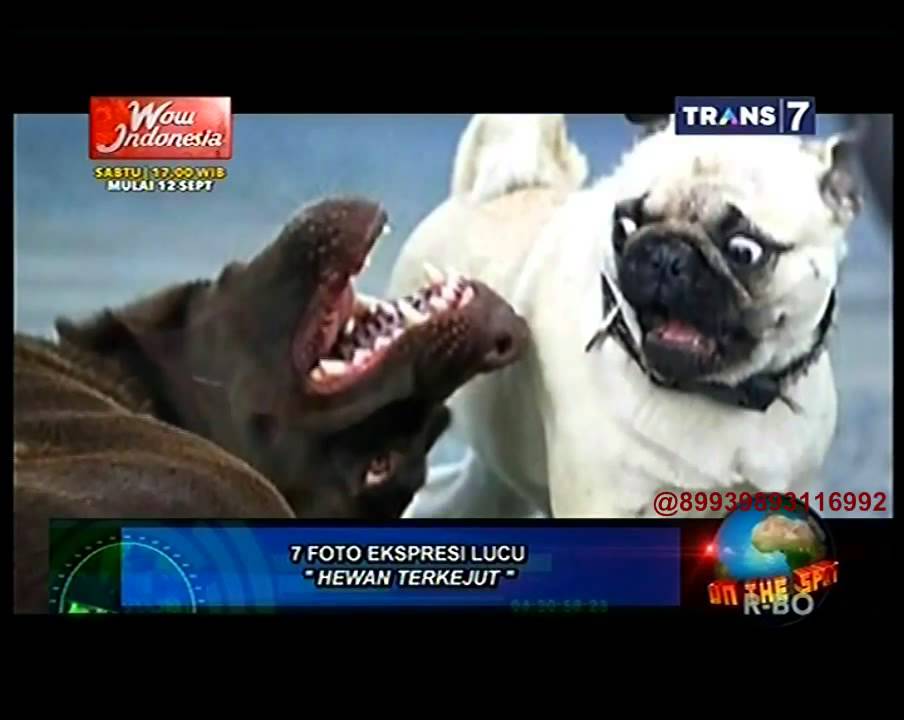 On The Spot - 7 Foto Ekspresi Lucu - YouTube