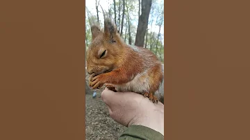 Впервые беременная белка села мне на ладонь / For the first time, a pregnant squirrel sat on my palm