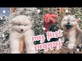 ♡︎у меня появилась собака///my first puppy ever♡︎