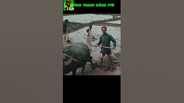 Kẻ tàn bạo hay lãnh đạo vĩ đại Trung Quốc: Mao Trạch Đông p10