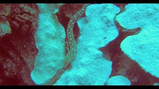 Snake Eel dropping through the corals - Bonaire 2023 #bonaire #snakeeel #DonateforaDream