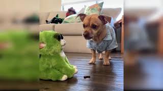 Cute Baby Dog and funny dog videos compilation | Cat Vines by Cat Vines 1 view 2 years ago 5 minutes, 49 seconds