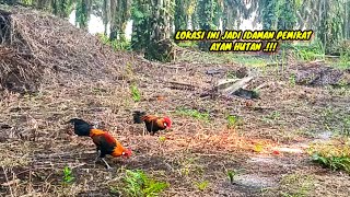 DUA KALI KOKOK PIKAT AYAM HUTAN LANGSUNG DATANG 
