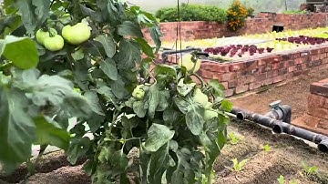 Sandponics system South Africa: update March 2025