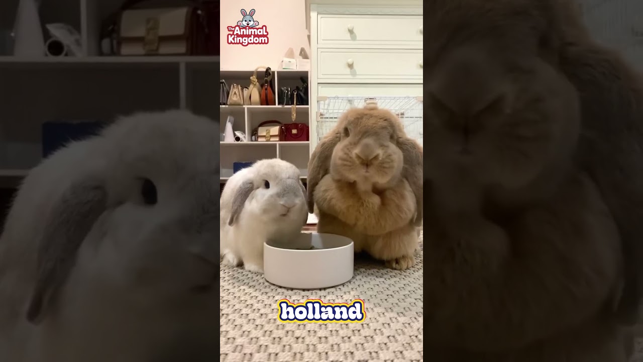 Неприхотливые породы кроликов, которые вам понравятся