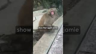 MONKEY Reacts to MAGIC #jre #scary #chimpanzee #quotes #mma #animals #jreclips #feminism