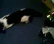 MJ the funny cat