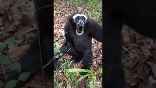 Suara monyet unik