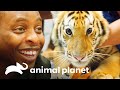 ¡Nala, la tigresa, al acecho en Texas! | Veterinarios de Texas | Animal Planet