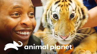 ¡Nala, la tigresa, al acecho en Texas! | Veterinarios de Texas | Animal Planet