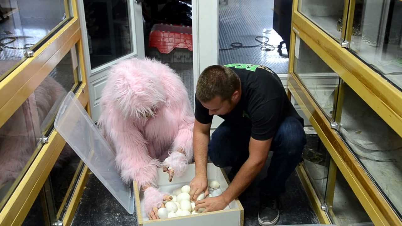 vellano country club What Am I Looking At?!