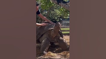 Thumbnail of How to Get Giant Tortoises to Stand Up