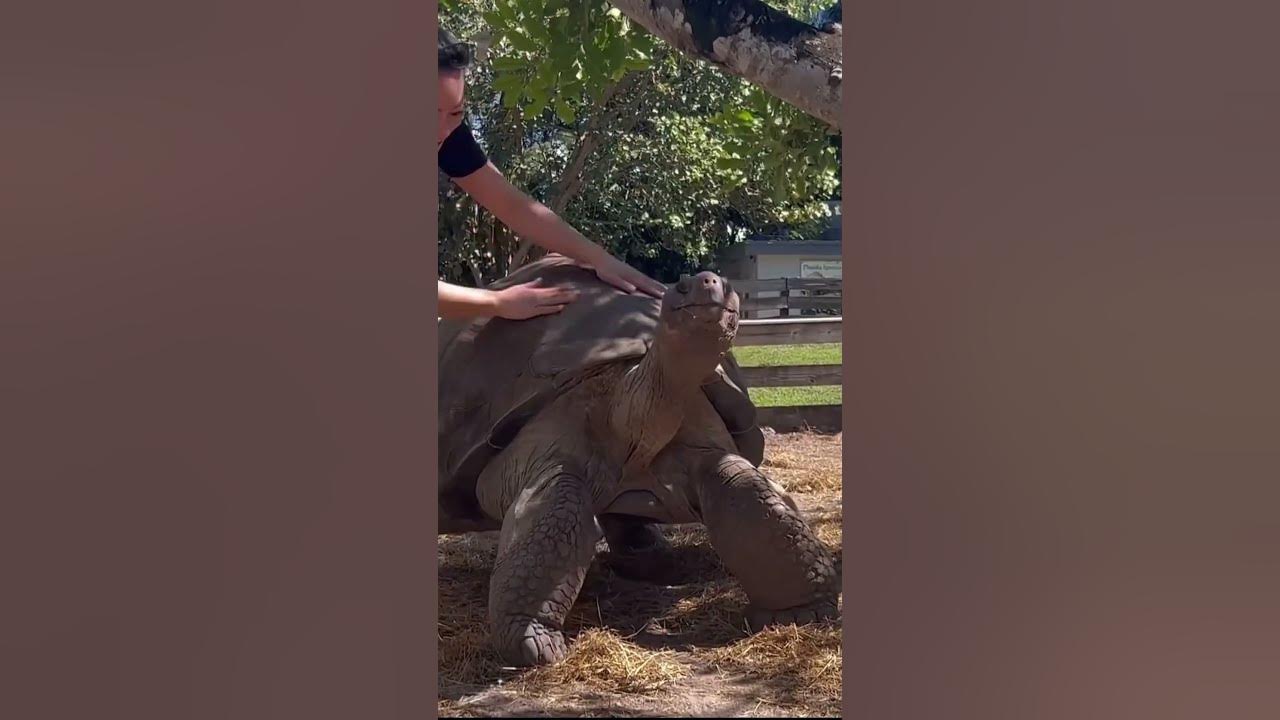 How to Get Giant Tortoises to Stand Up