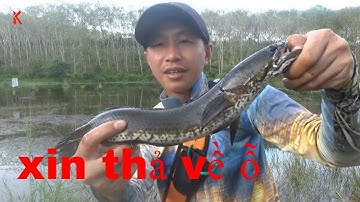 Buổi chiều câu ghiền và cái kết có hậu#câucálócTâyNguyên