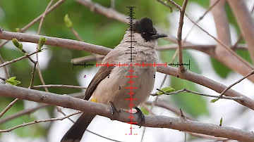 Pesting airgun hunting Birds eat fruit​ - PCP Hunting