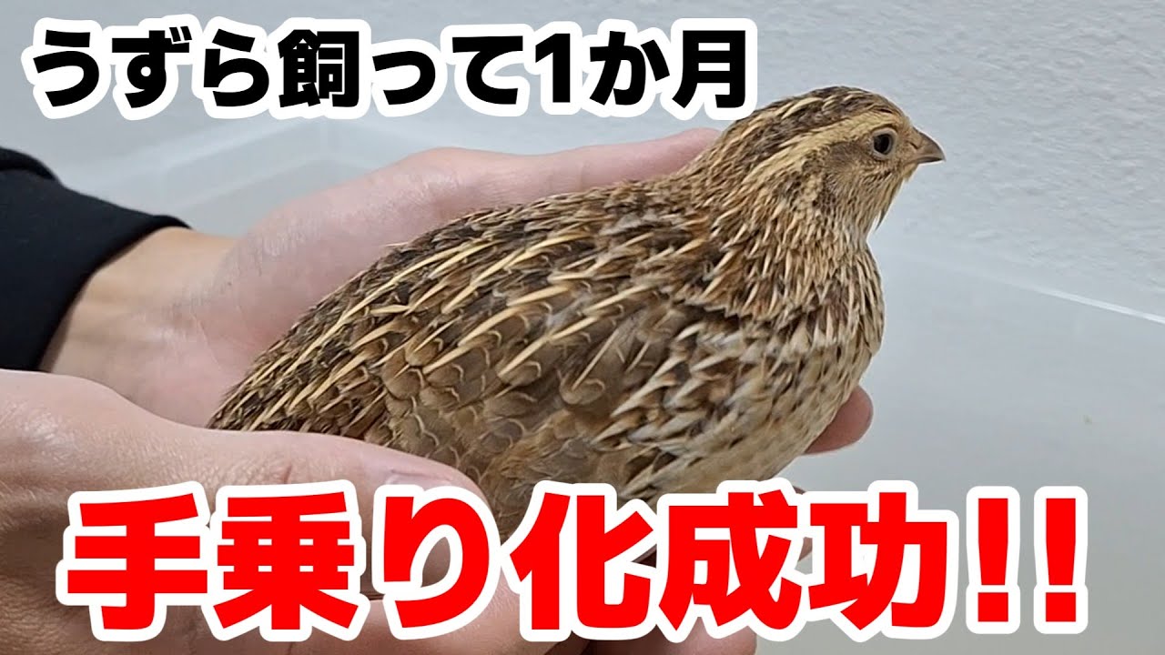 うずら飼育レポート！購入から手乗りまでの道のりを全公開！