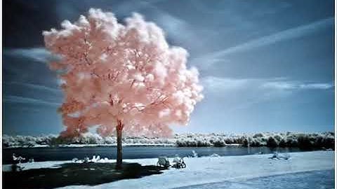 سورة هود كاملة بصوت مؤثر للقارىء أدريس أبكر .