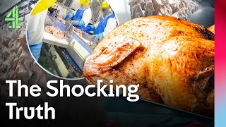 How Safe Is Your Turkey? |  Dispatches | Channel 4 Documentaries