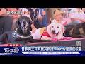 台中7隻「退役搜救犬」回娘家! 相聚畫面超暖|TVBS新聞 @TVBSNEWS01