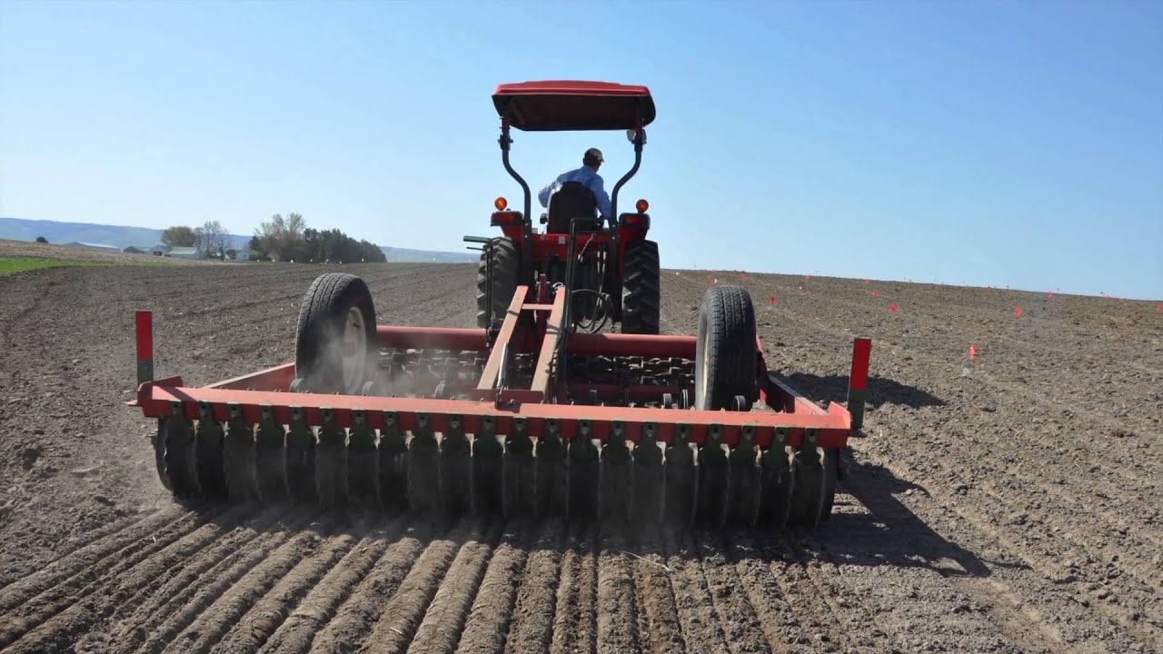 Farming quinoa in the Pacific Northwest