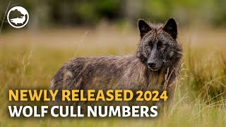 New Wolf Cull Numbers Released