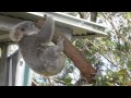 Crazy koala fight