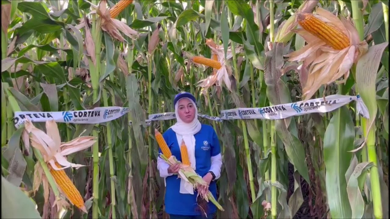 Rasha Shehata, Technical Agronomy Supervisor, Corteva Agriscience