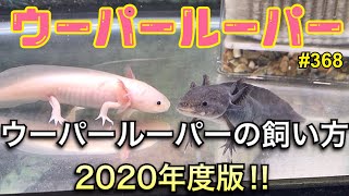 【ウーパールーパー】飼育368 ウーパールーパーの飼い方2020年度版‼︎