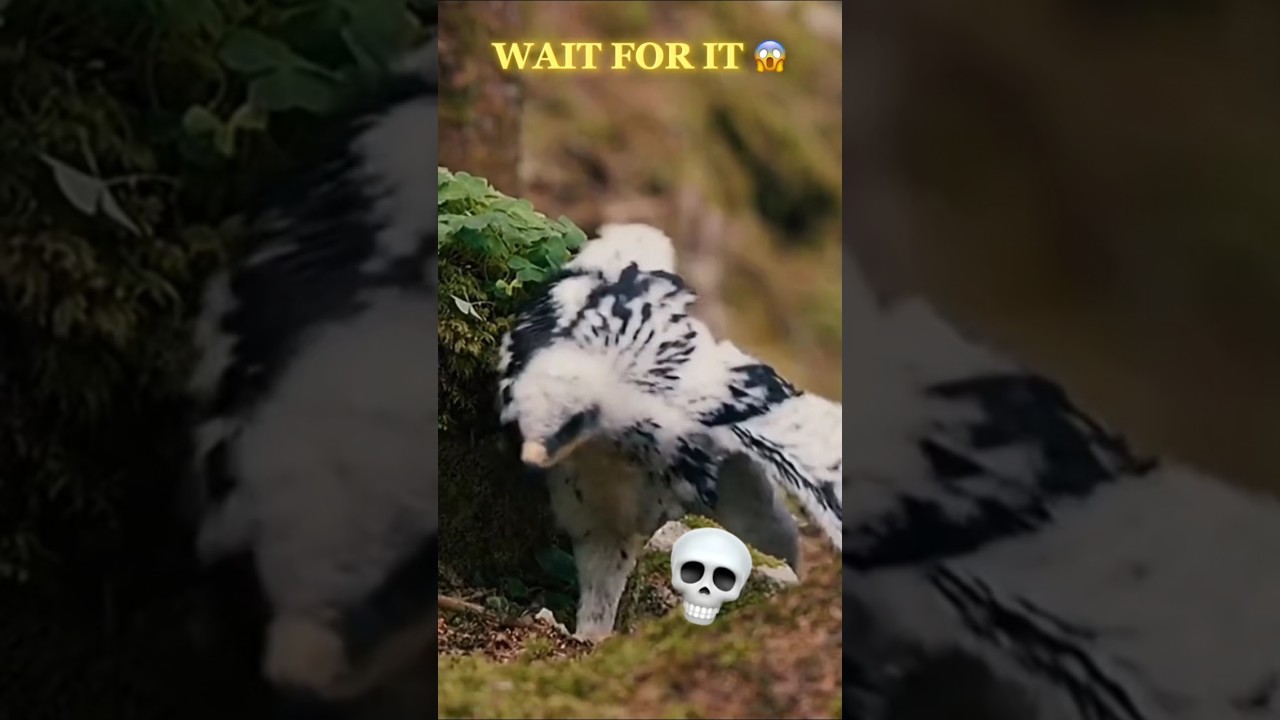 Best Bird Transformation – Part 9 | Epic Bird Morph 