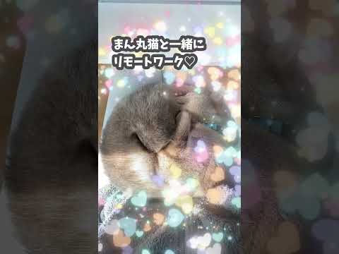 まん丸猫と一緒にリモートワーク #shorts  #アビシニアン  #abyssinian