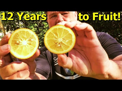 Video: Kas yra hesperidijos vaisius?